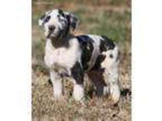 Great Dane Puppy for sale in Rogers, AR, USA