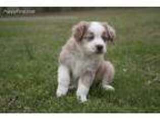 Miniature Australian Shepherd Puppy for sale in Cullman, AL, USA