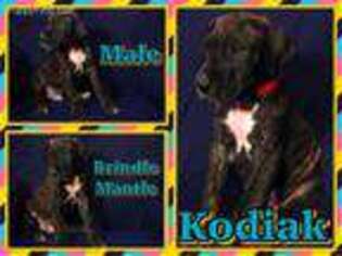 Great Dane Puppy for sale in Gallipolis, OH, USA