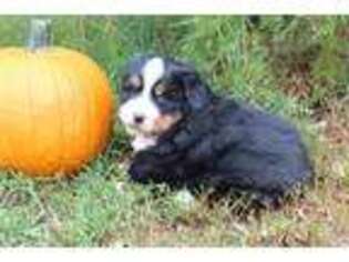 Bernese Mountain Dog Puppy for sale in Alamosa, CO, USA
