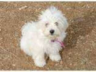 Havanese Puppy for sale in Hale Center, TX, USA