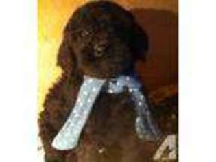 Labradoodle Puppy for sale in ROCHESTER, MA, USA