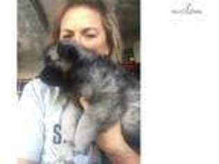 Keeshond Puppy for sale in Merced, CA, USA