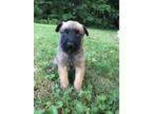 Belgian Malinois Puppy for sale in Archbold, OH, USA