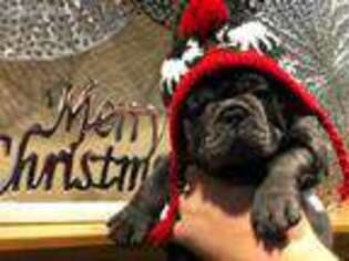 French Bulldog Puppy for sale in Byron Center, MI, USA