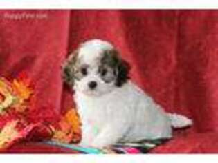 Cavachon Puppy for sale in Quarryville, PA, USA