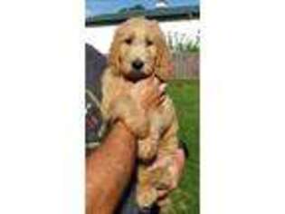 Goldendoodle Puppy for sale in Bargersville, IN, USA