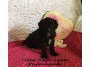 Mutt Puppy for sale in Monticello, KY, USA