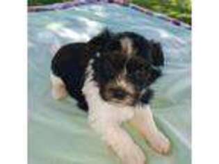 Havanese Puppy for sale in Geneseo, IL, USA