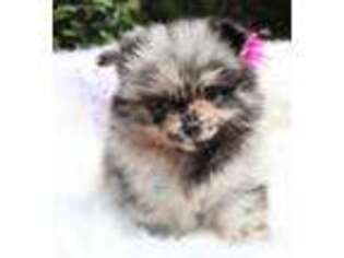 Pomeranian Puppy for sale in Mechanicsville, VA, USA