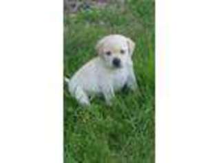 Labrador Retriever Puppy for sale in Wadena, MN, USA