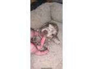 Dachshund Puppy for sale in Franklinton, LA, USA