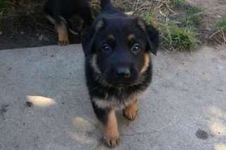 German Shepherd Dog Puppy for sale in Fremont, CA, USA