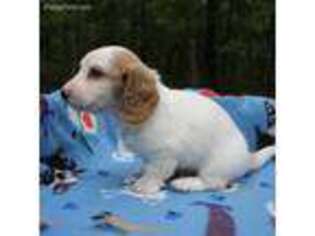 Dachshund Puppy for sale in Granby, MO, USA
