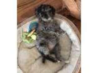 Mutt Puppy for sale in Chickamauga, GA, USA