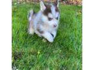 Mutt Puppy for sale in Mcminnville, OR, USA
