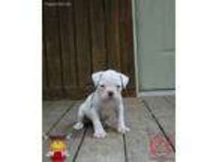 American Bulldog Puppy for sale in Baton Rouge, LA, USA