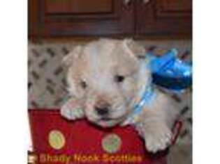 Scottish Terrier Puppy for sale in Santa Claus, IN, USA