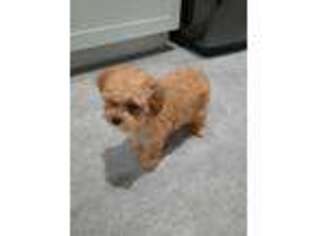 Mutt Puppy for sale in Waynesfield, OH, USA