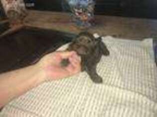 Mutt Puppy for sale in Lawrenceburg, IN, USA