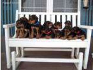 Airedale Terrier Puppy for sale in Herington, KS, USA