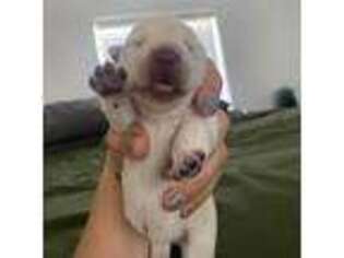 Scottish Terrier Puppy for sale in Kingman, AZ, USA