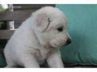 Great Pyrenees Puppy for sale in Wisconsin Rapids, WI, USA