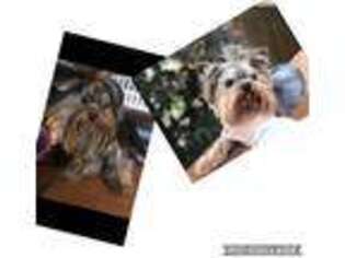 Yorkshire Terrier Puppy for sale in Corydon, IN, USA