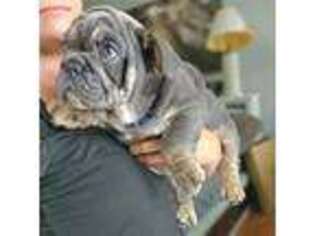 Bulldog Puppy for sale in Greenville, SC, USA