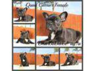 French Bulldog Puppy for sale in CITY OF INDUSTRY, CA, USA