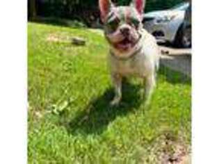 French Bulldog Puppy for sale in Franklin, VA, USA