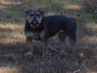 Olde English Bulldogge Puppy for sale in Lexington Park, MD, USA