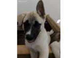 Akita Puppy for sale in Augusta, GA, USA