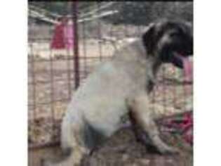 Anatolian Shepherd Puppy for sale in New Braunfels, TX, USA