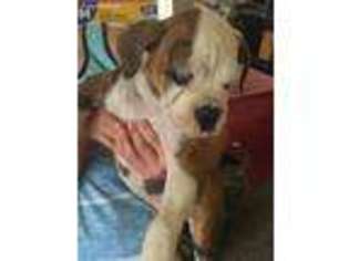 American Bulldog Puppy for sale in Celeste, TX, USA