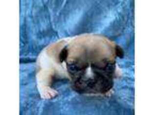 French Bulldog Puppy for sale in Dysart, IA, USA