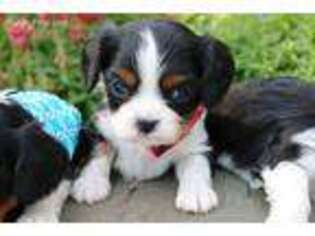 Cavalier King Charles Spaniel Puppy for sale in Ruston, LA, USA