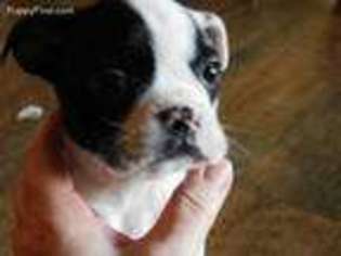 Boston Terrier Puppy for sale in Wesley Chapel, FL, USA