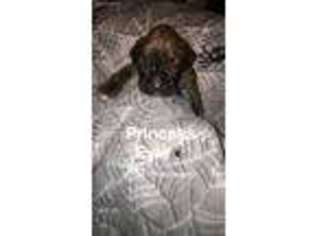 Boxer Puppy for sale in Las Vegas, NV, USA