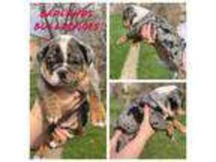 Olde English Bulldogge Puppy for sale in Sioux Falls, SD, USA