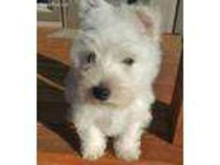 West Highland White Terrier Puppy for sale in Edgefield, SC, USA