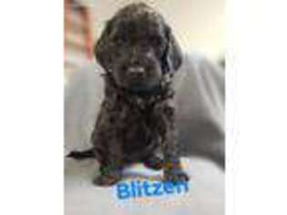 Goldendoodle Puppy for sale in Eau Claire, WI, USA