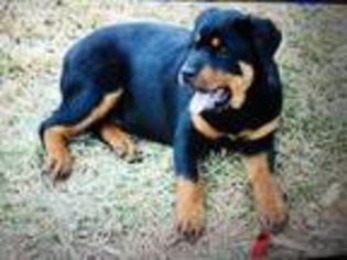 Rottweiler Puppy for sale in Appomattox, VA, USA