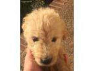 Goldendoodle Puppy for sale in Hartsville, TN, USA