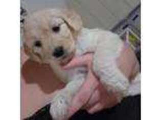 Goldendoodle Puppy for sale in Greenfield, NH, USA
