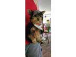 Yorkshire Terrier Puppy for sale in Fort Dodge, IA, USA