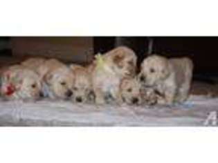 Golden Retriever Puppy for sale in BELLS, TX, USA