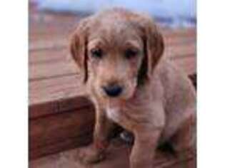 Labradoodle Puppy for sale in Soldotna, AK, USA