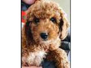 Goldendoodle Puppy for sale in Marengo, WI, USA