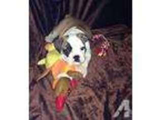 Bulldog Puppy for sale in PIKETON, OH, USA